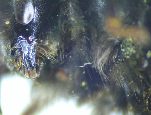 Bombus terrestris